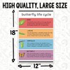 Printlabz Butterfly Life Cycle Classroom Poster - Butterfly Growth Poster