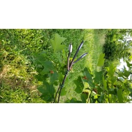 Unbranded The Ultimate Licking Branch Kit (2 ramos e isca de glândula pré-orbital Smokey's)