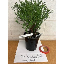 2 Mr Bowling Ball Arborvitae 12-18" Tall - Gallon Pots - Live Plants
