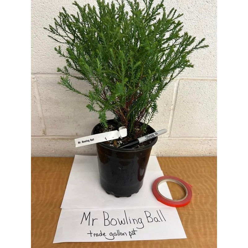 2 Mr Bowling Ball Arborvitae 12-18" Tall - Gallon Pots