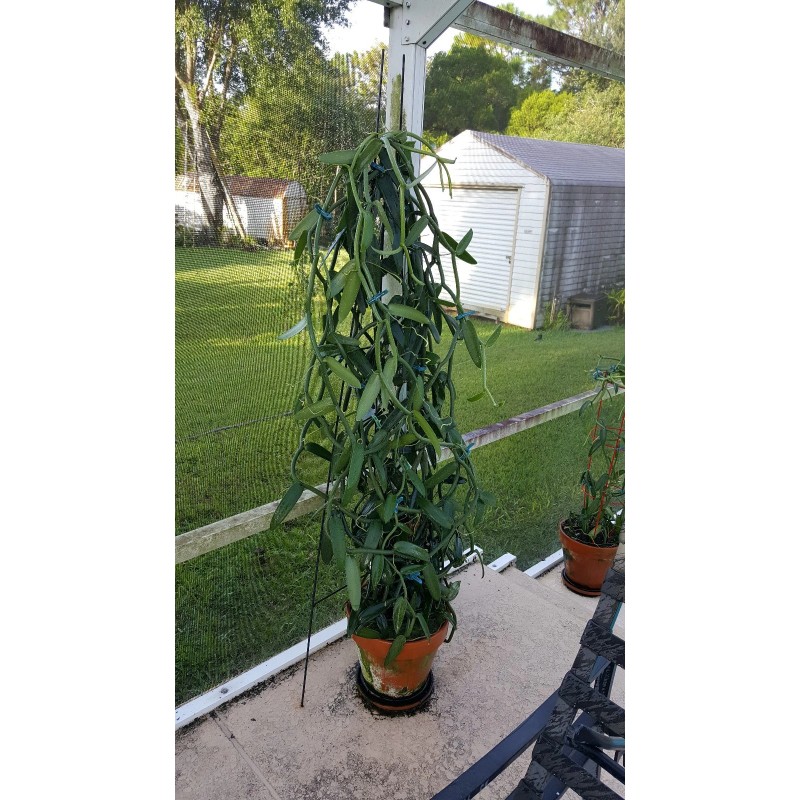 Orchids Vanilla Bean Orchid, 12 Inches Fresh Cutting from My