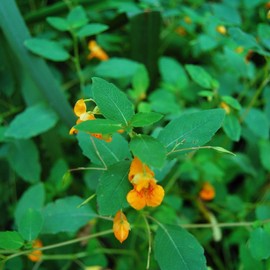 Palm Beach Medicinal Herbs - Orange Jewelweed (Impatiens capensis) - Packet of 10 Seeds