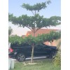 Tree USA Almond Tropical Live Fruit Seedling Terminalia Catappa Rare 4-8 inch Tall