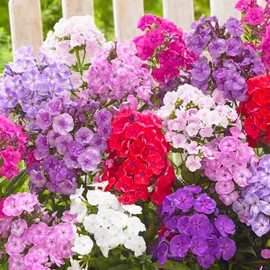 1000+ Phlox Seeds for Planting Mixed Color - Phlox Creeping Perennial Ground Cover - Annual Flower Seeds for Home and Garden
