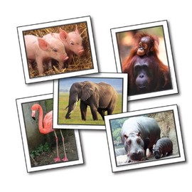 Key Education 845011 Favorite Animals Photographic Learning Cards, 11.25" H, 9.25" W, 0.25" L (Pack of 48)