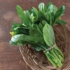 Fairy7Seas Seeds Asian Yu Choy / Choi Sum / Choy