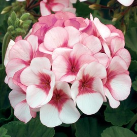 Maverick F1 Series Geranium Flower Garden Seeds - Star (Pink & Rose) - 100 Seeds - Annual Flower Gardening Seed - Pelargonium x hortorum