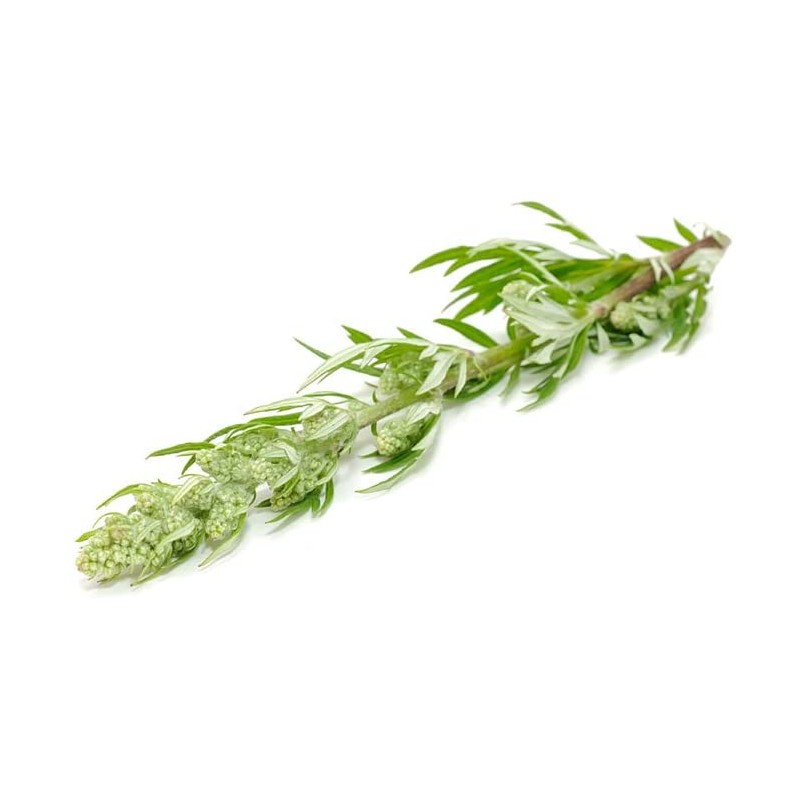 100% Pure and Organic Biokoma Mugwort Dried Herb - Natural