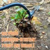 MOTEERLLU Weeding Artifact Uprooting Weeding Tool Gardening, 4-Claw Manganese Steel