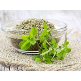 Seeds Sweet Marjoram Non GMO Heirloom 1000 Seeds