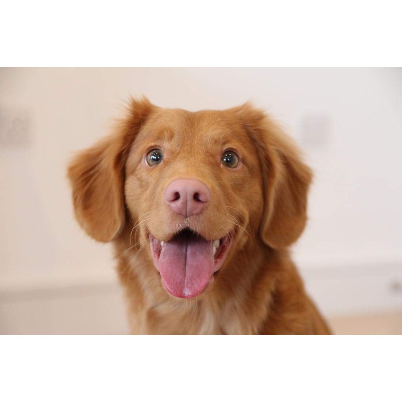 Dog Eye Support Supplement - Dog Eye Health Solution -