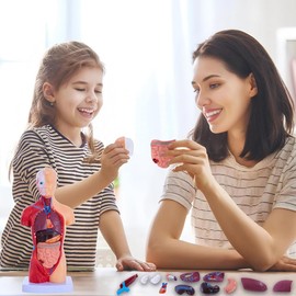 Peakloong Human Anatomy Study Models 15-Piece Removable 11-Inch Human Torso Anatomy Model with Internal Organs for Students