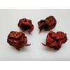 Chocolate Reaper Hot Pepper Seeds 10+ Seeds