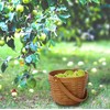 Vintiquewise(TM) Small Chip Apple Picking Basket