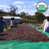 ETHIOPIA GUJI BUKU SAYISA NATURAL ORGANIC ETHOPIA BUKU SAYISA BLUEBERRY