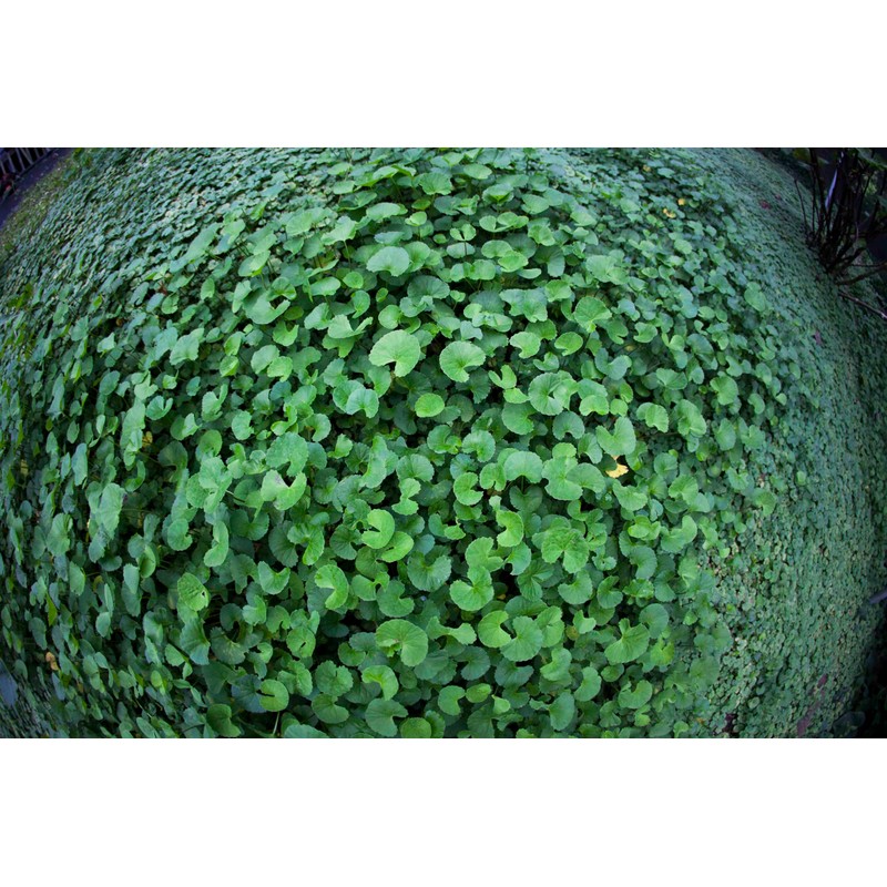 Organic Gotu Kola Tea " Brahmi " Leaf Plus "Mauifarmacy