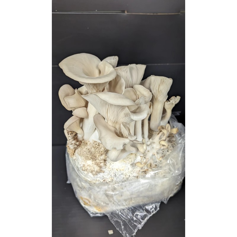 Undisclosed White Oyster Mushroom Fruiting Block | 5 lbs.