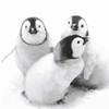 20 Napkins Penguin Friends Animals Winter Christmas Table Decoration 33 x 33 cm