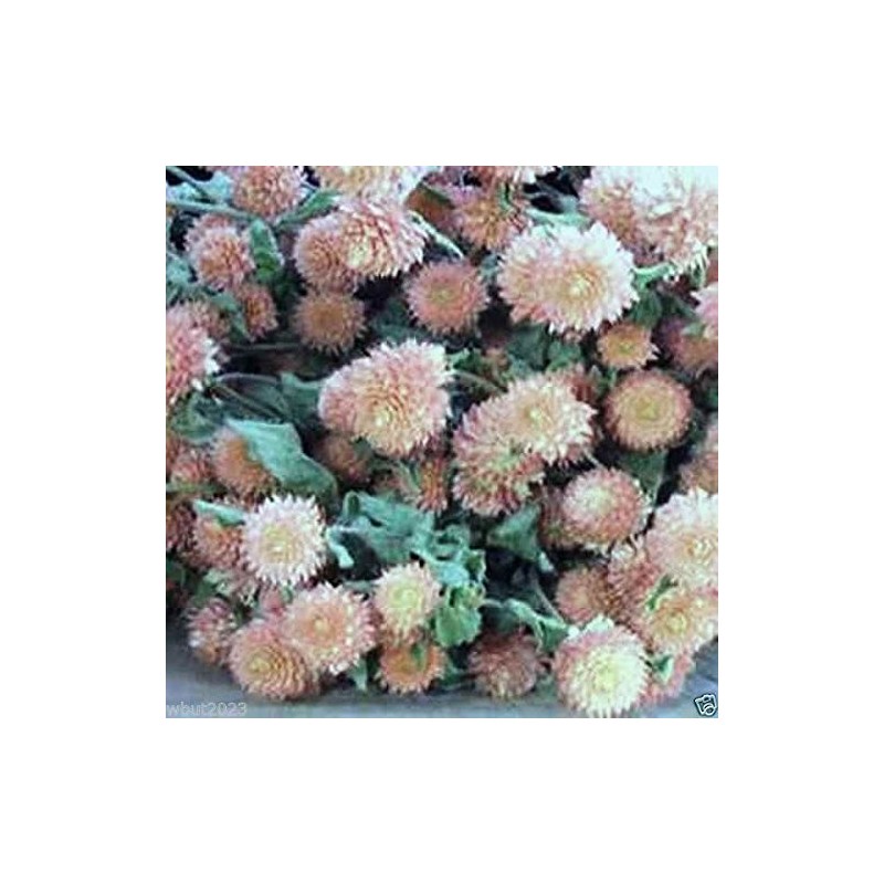 50 Gomphrena Seeds - Salmon - Globe Amaranth ~ -Great