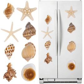 Natural Seashell Fridge Magnets 8PCS, Starfish Shell Refrigerator Magnets