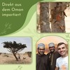 Royal Hojari Frankincense Green from Oman - Boswellia Sacra -
