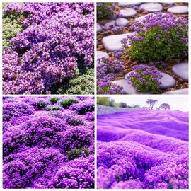 21000+ Creeping Thyme Seeds for Planting Outdoor -Perennial Flowers Plant in Home Garden Backyard Non-GMO