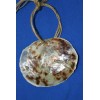 Salty Pelican Drilled Hole Saddle Oysters Large Size Range 4"