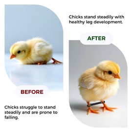 50 Pack Baby Chick Leg Hobbles | Leg Hobbles for Chicks Ducks Birds Spraddle Leg Repair | Supports Natural Leg Position | Corrects Splayed Legs | Ideal for Newly Hatched Chicks
