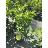 Tree Mexican White Guava 3ft air layered Tree.