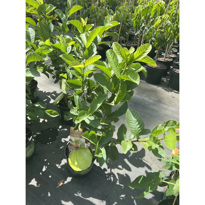 Tree Mexican White Guava 3ft air layered Tree.