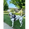 ShawnCo Essential Dog Harness, No-Pull Pet Vest with 3 Leash