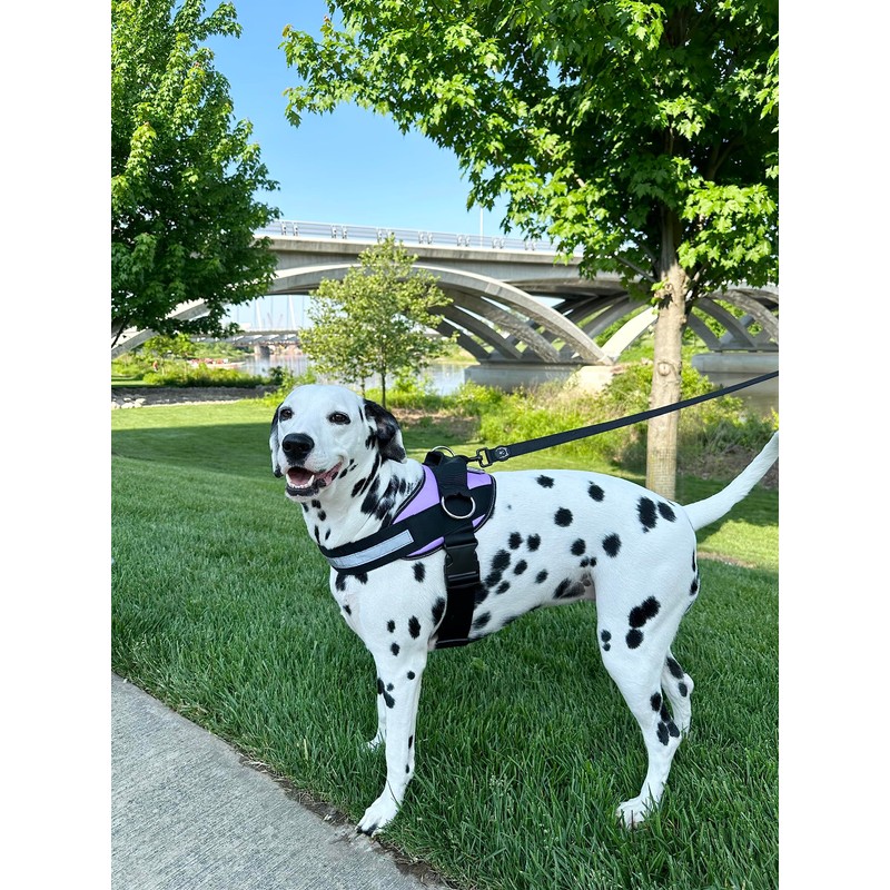 ShawnCo Essential Dog Harness, No-Pull Pet Vest with 3 Leash