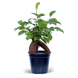 Live Ginseng Ficus, Ficus Retusa, Banyan Fig, Bonsai Houseplant, Unusual Plant, Birthday Gift for Plant Lover, Office Gift for Christmas, Indoor Live Plant in 4" Pot