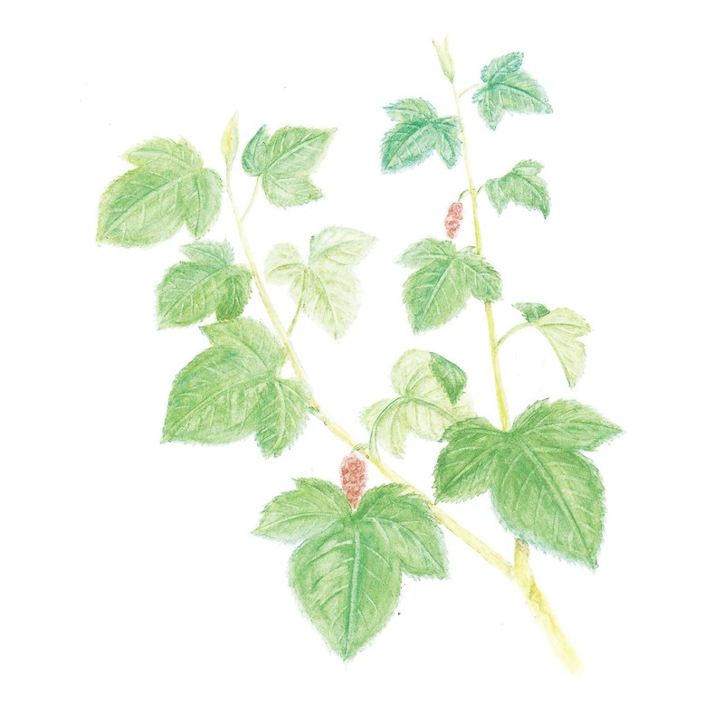 山本漢方製薬 桑の葉茶100% 3gX20H