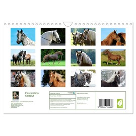 Faszination Kaltblut (Wandkalender 2026 DIN A4 quer), CALVENDO Monatskalender: Kaltblüter: Besonders fotogene schwere Pferde (CALVENDO Tiere)