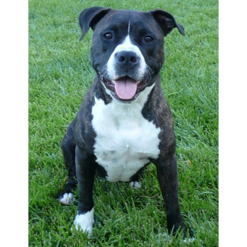 Dean and Tyler DT Freedom Muzzle, Size No. 21 -