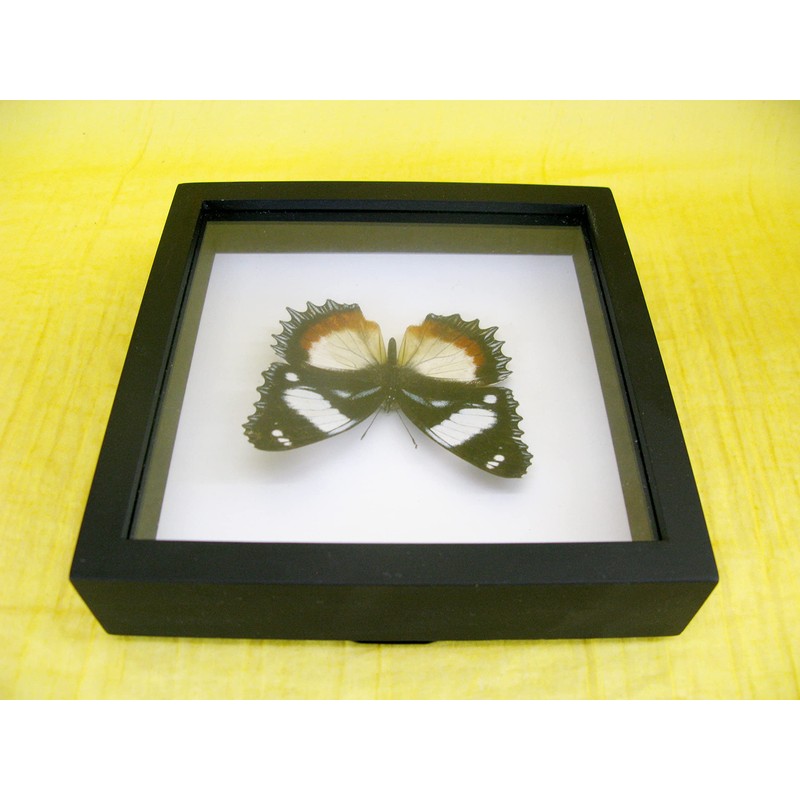 asiahouse24 A Real Exotic Prepared Butterfly Papilion Mormon in Black