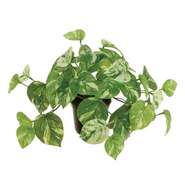 Tokyodo Artificial Flower, Green, Width 13.8 x Height 8.7 inches (35 x 22 cm), Pot Diameter Approx. 3.9 inches (10 cm), Height Approx. 3.3 inches (8.5 cm), MAGIQ Brand Marble Pot Spot FG009015-zzz