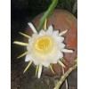 Cactus 2X Queen 12" CACTUS ORCHIDs NIGHT BLOOMING CEREUS