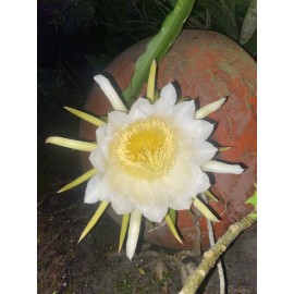 Cactus 2X Queen 12" CACTUS ORCHIDs NIGHT BLOOMING CEREUS