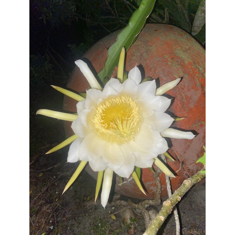 Cactus 2X Queen 12" CACTUS ORCHIDs NIGHT BLOOMING CEREUS