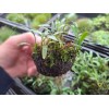 Tristans Tropicals Cryptocoryne, Java Moss, Wabi Kusa