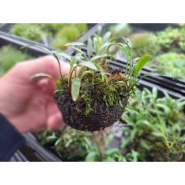 Tristans Tropicals Cryptocoryne, Java Moss, Wabi Kusa