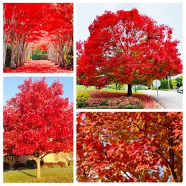 30+ Red Maple Seeds for Planting Outdoors - Heirloom Maple Tree Seeds