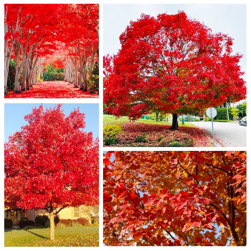 30+ Red Maple Seeds for Planting Outdoors - Heirloom Maple