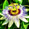 Unique Exotic Passion Flower Passionflower 10 Seeds for Planting Non-GMO