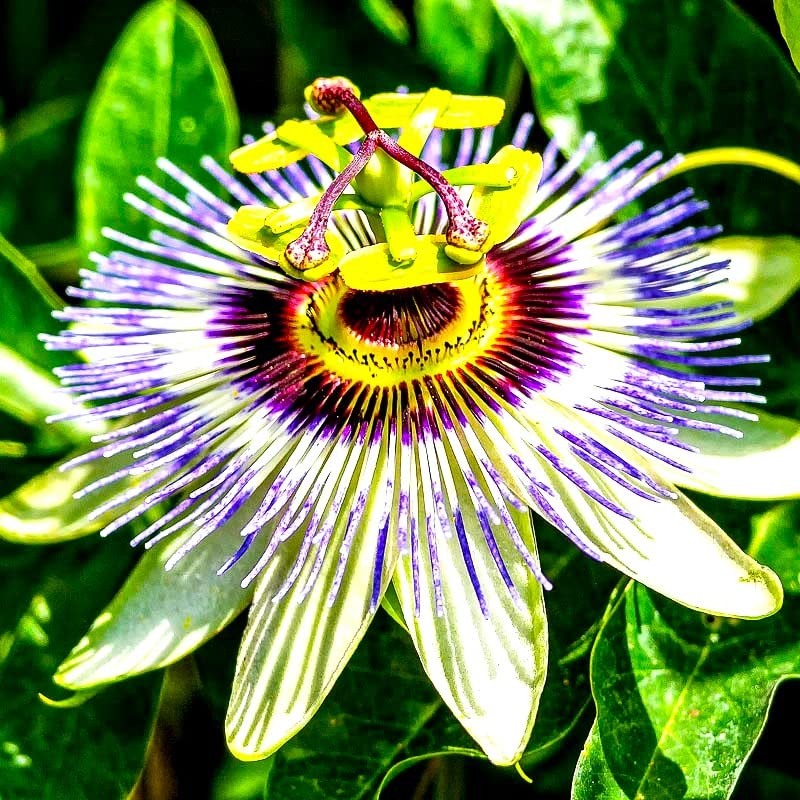 Unique Exotic Passion Flower Passionflower 10 Seeds for Planting Non-GMO
