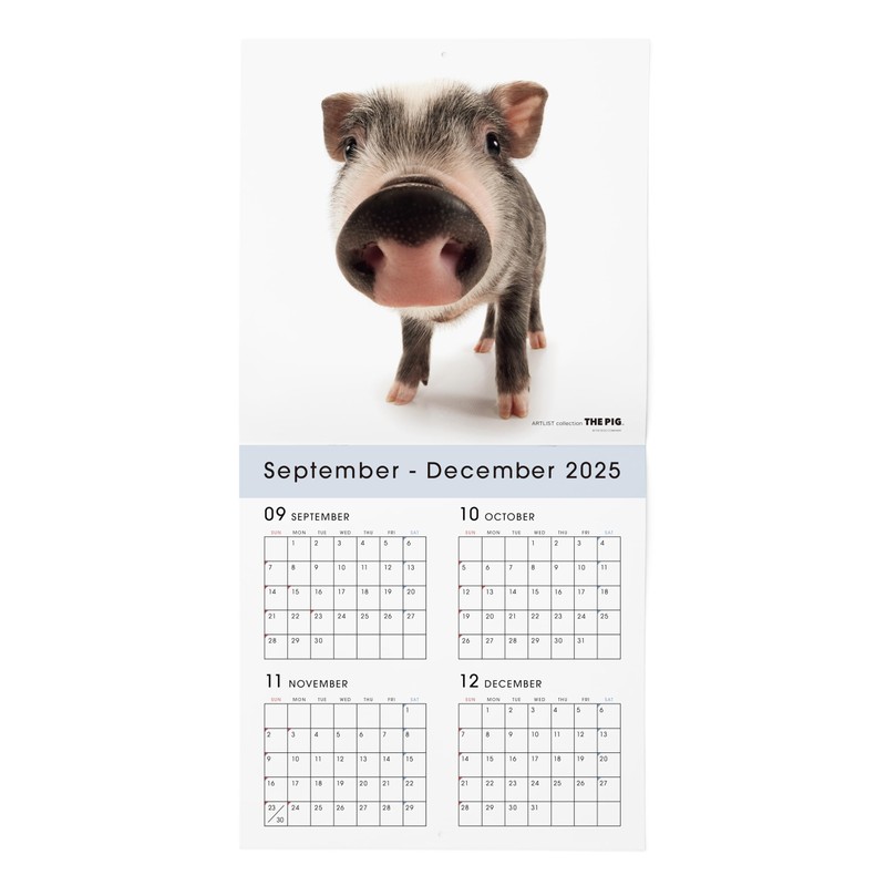 THE PIG Calendar 2026 Wall Calendar Large Size (Pig)
