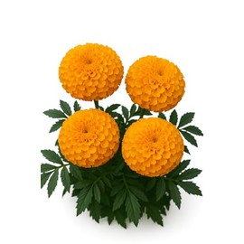 African Marigold Seeds – Heirloom, Non-GMO, Pesticide-Free, Open Pollinated – Grown in Raleigh, NC – 30+ Seeds