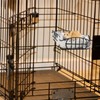 Acshio Rat Cage Platform, Metal Basket Rat Hammock with Mat,